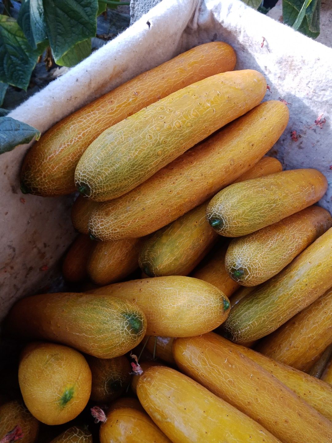  山东寿光老黄瓜上市，现摘现卖，价格便宜