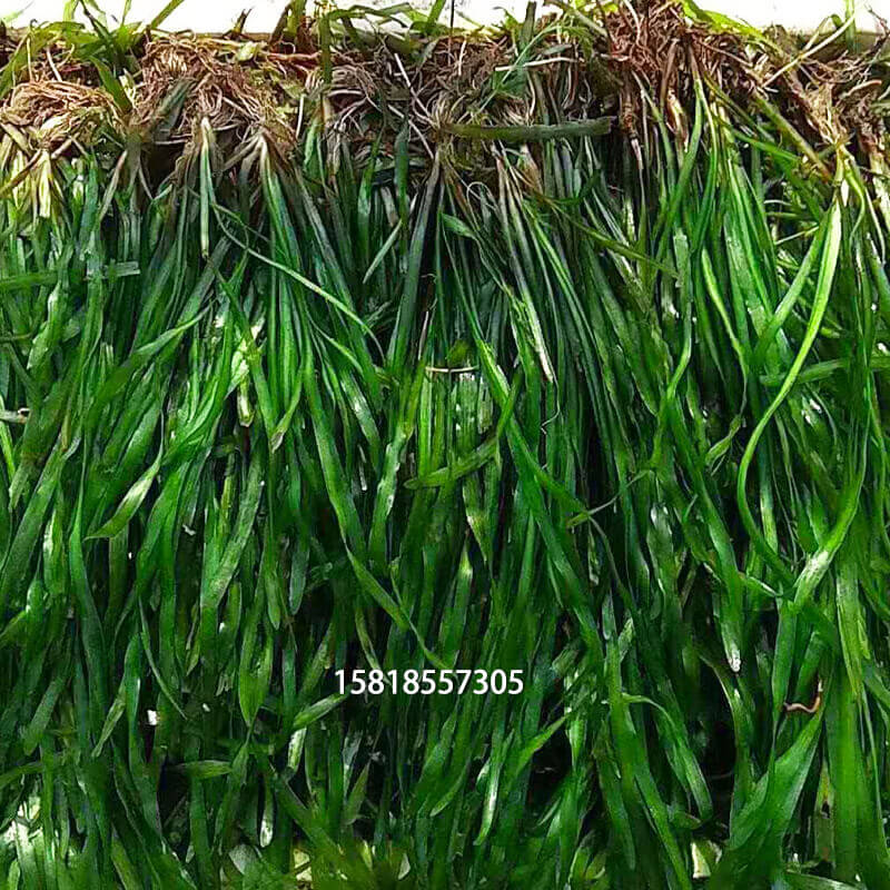  矮生苦草 四季常青水草 扁担草 水体净化 量大价优   耐寒