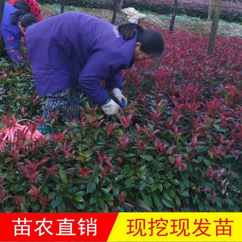红叶石楠绿化苗 四季常青庭院绿化苗木 树苗红罗宾红叶石楠篱笆