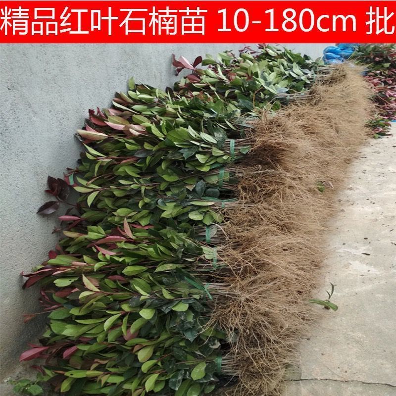 红叶石楠绿化苗 四季常青庭院绿化苗木 树苗红罗宾红叶石楠篱笆