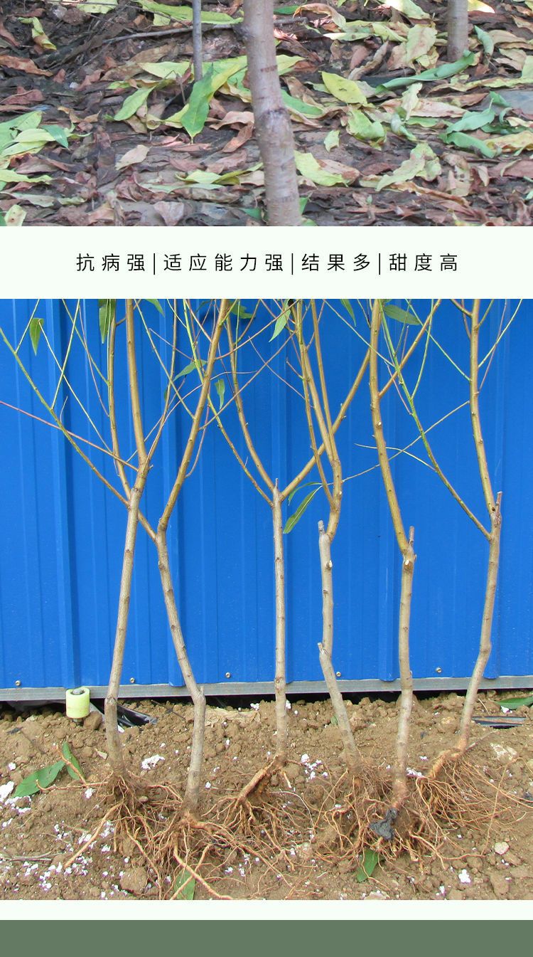 贵妃红桃种苗  精品桃树种苗，精品各规格各品种桃树，果艳苗壮，抗病能力强
