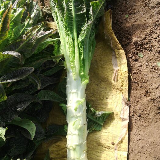 永城市红叶莴笋 莴笋种植户莴笋批发自己种的菜质量有保障，每颗重2.5斤左右