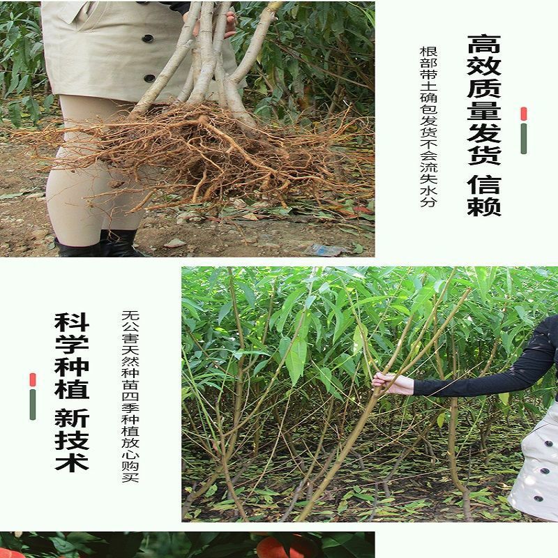 贵妃红桃种苗  精品桃树种苗，精品各规格各品种桃树，果艳苗壮，抗病能力强