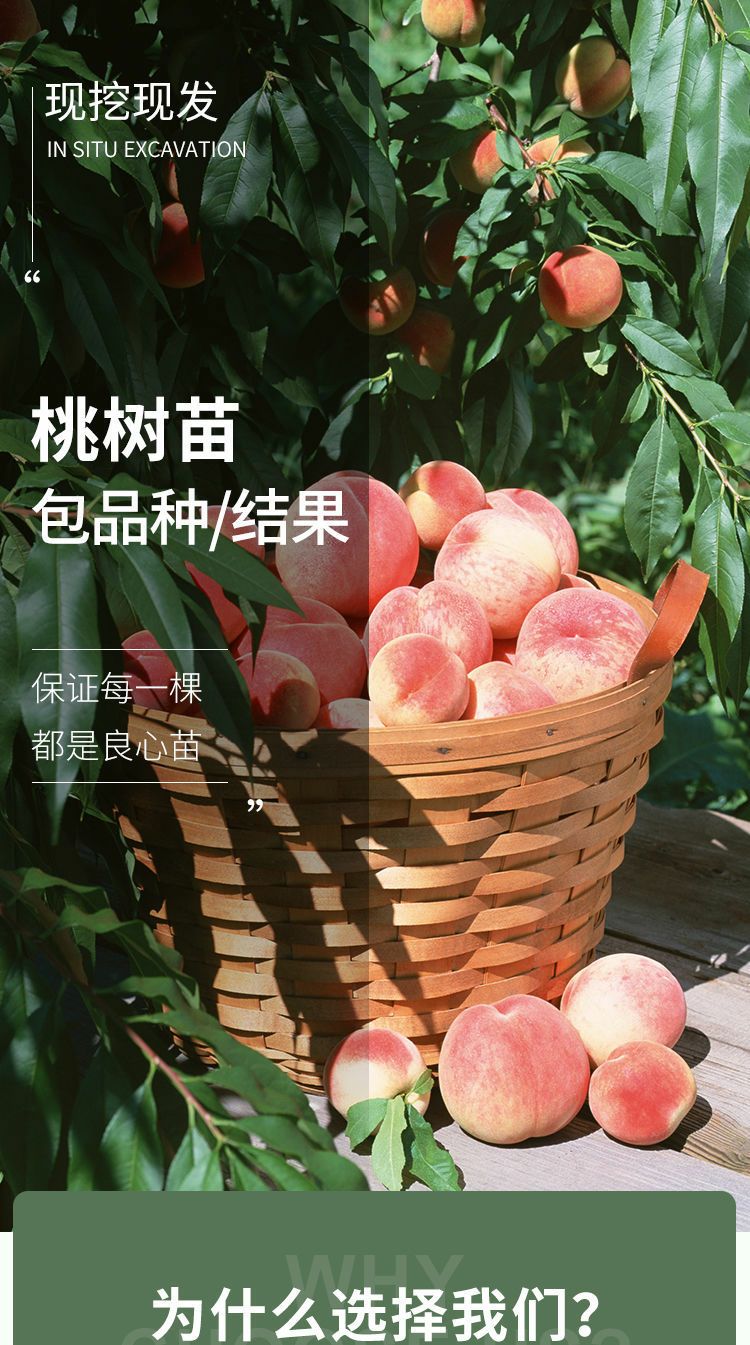 贵妃红桃种苗  精品桃树种苗，精品各规格各品种桃树，果艳苗壮，抗病能力强