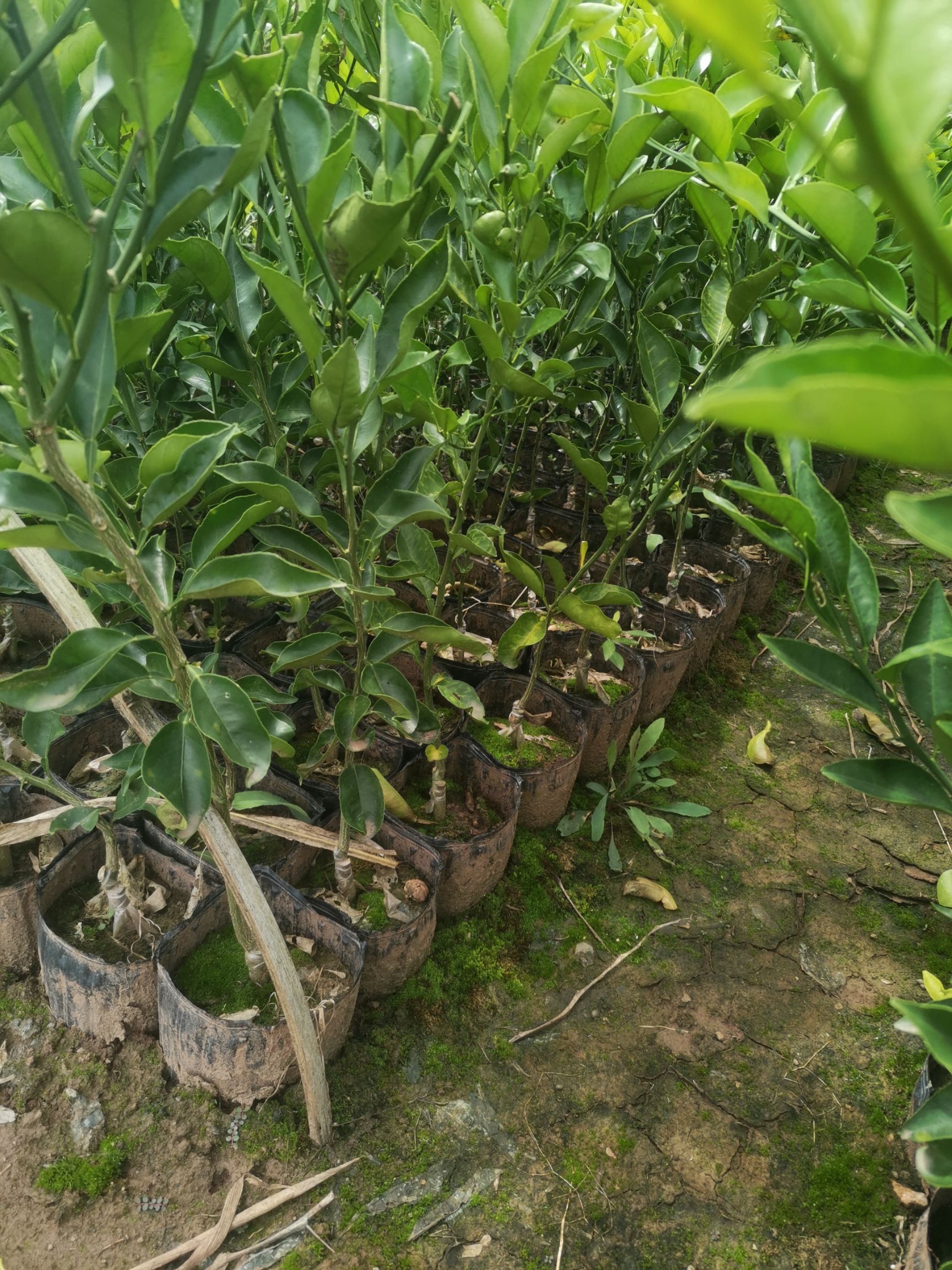 黄美人柑橘苗  品种保证，苗木基地，证件齐全，可以签合同，可