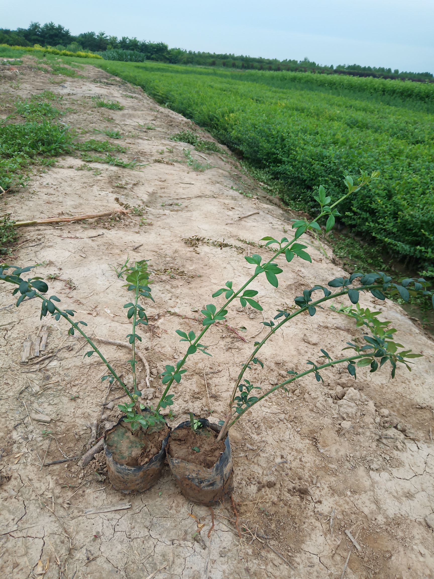 迎春花 营养杯迎春花 迎春苗 陕西迎春花 西安迎春杯苗易成活