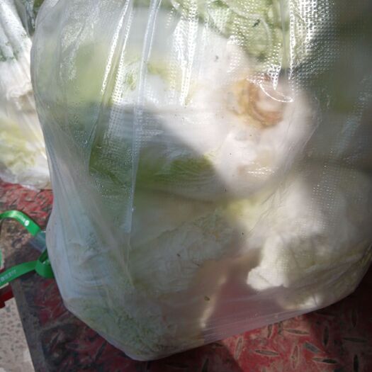 周口北京新3号  白菜，大白菜