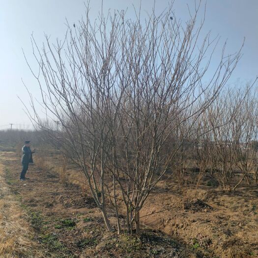 嵊州市 红花紫薇