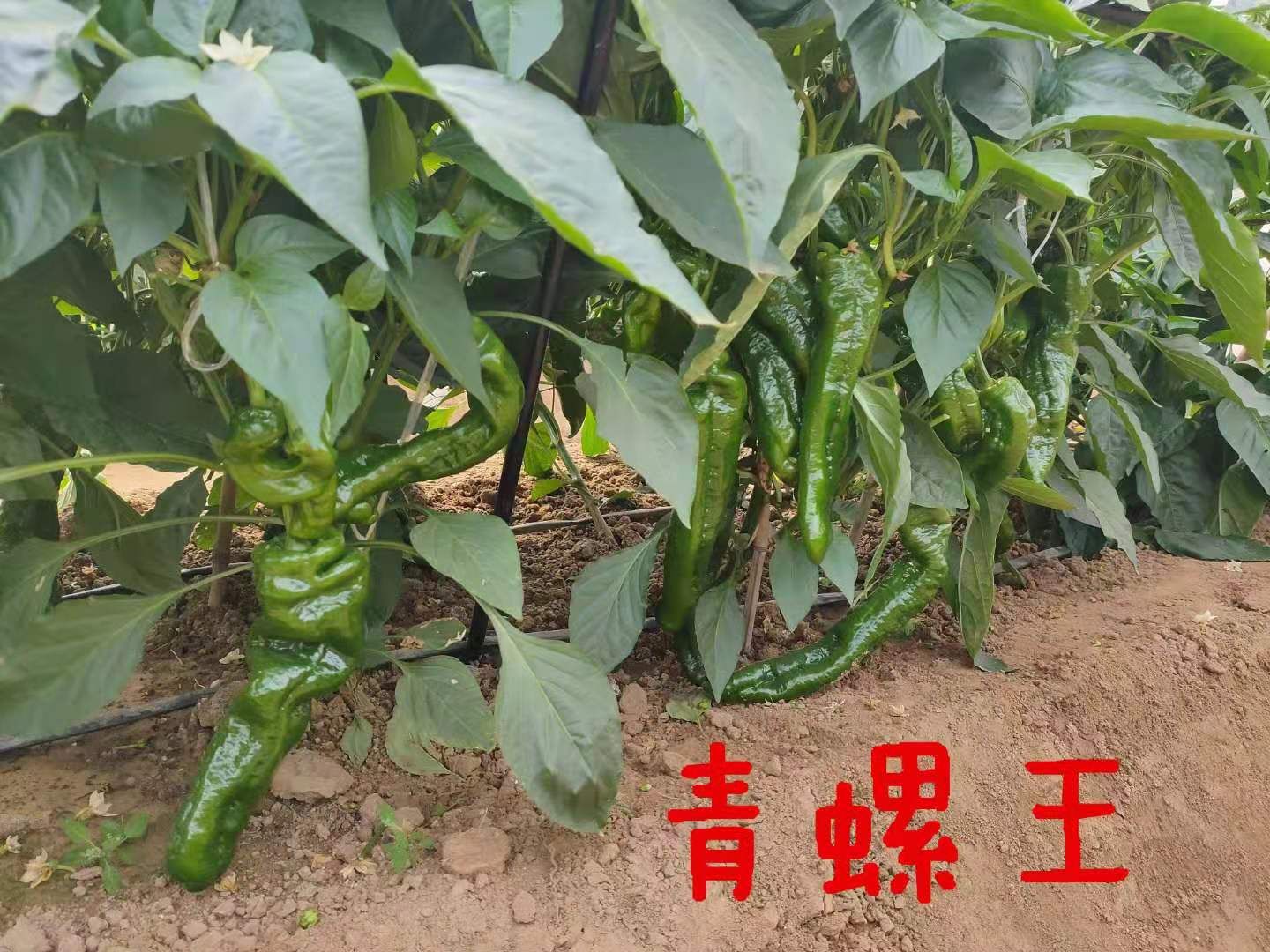 高端螺丝椒种子，椒长30公分左右，高产极早熟