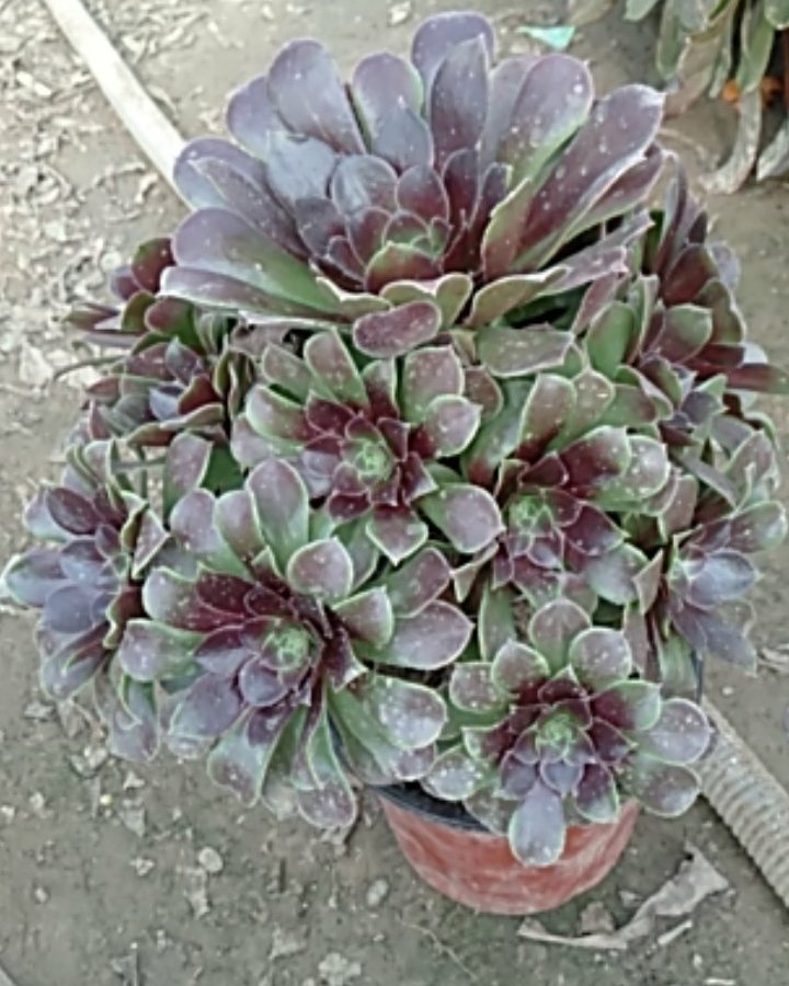 绿法师  不含运费五元一颗，法师，绿羊绒，紫羊绒，黑法师。够