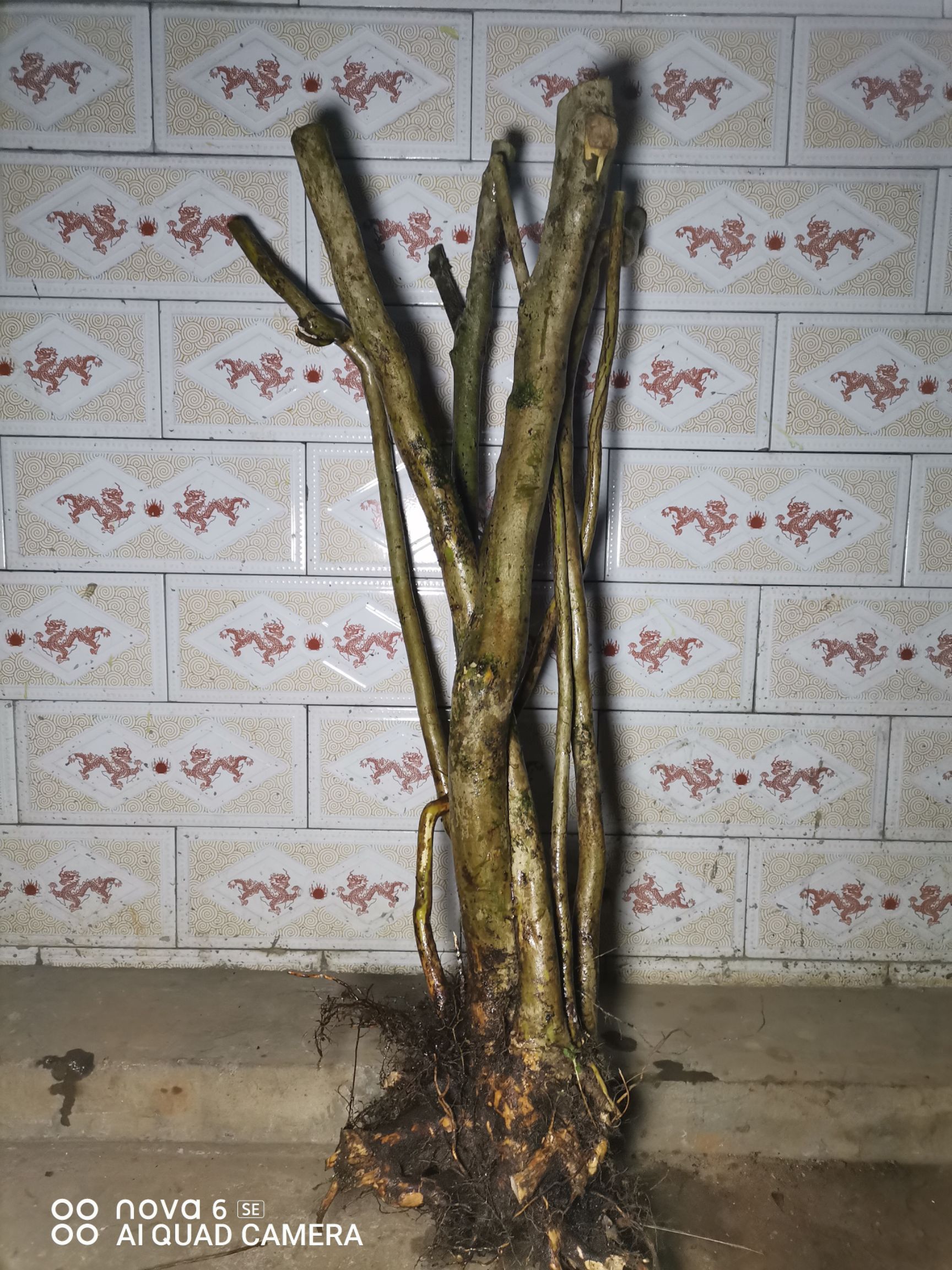 国旗红杜鹃 映山红 杜鹃花  批发价