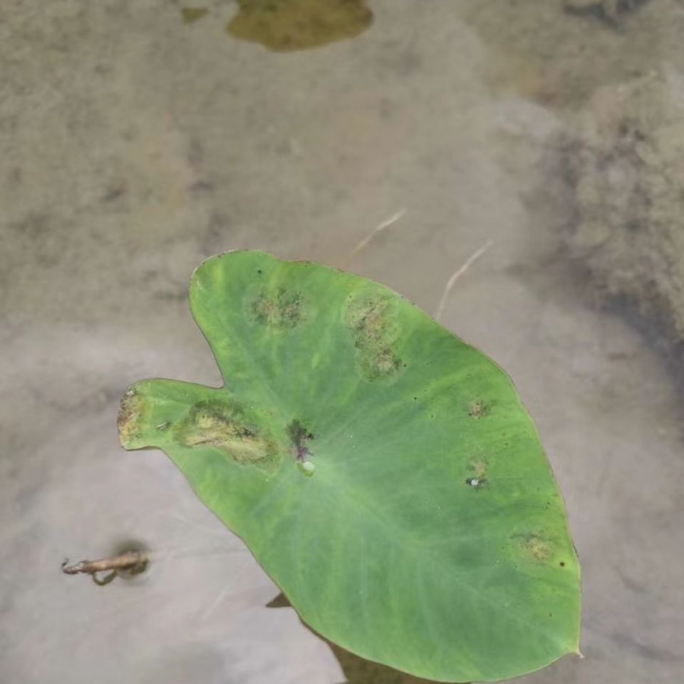 浓甜氟吡菌胺.精甲霜灵蔬菜白锈病霜霉病葡萄马铃薯晚疫病杀菌剂