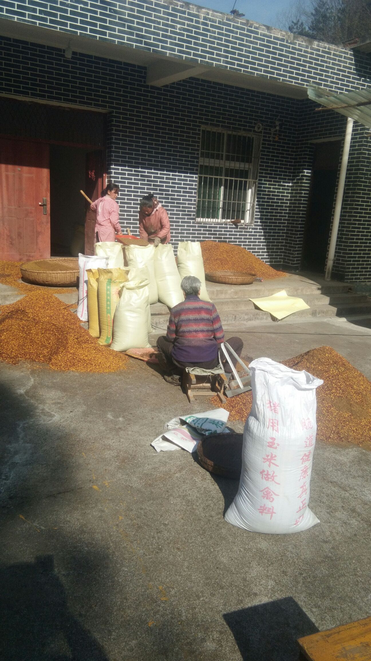 山桐子老树种源，优选种子，颗粒饱满，质量可靠，，