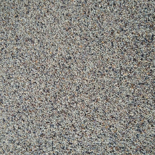 山桐子种子  毛叶山桐子老树种子，