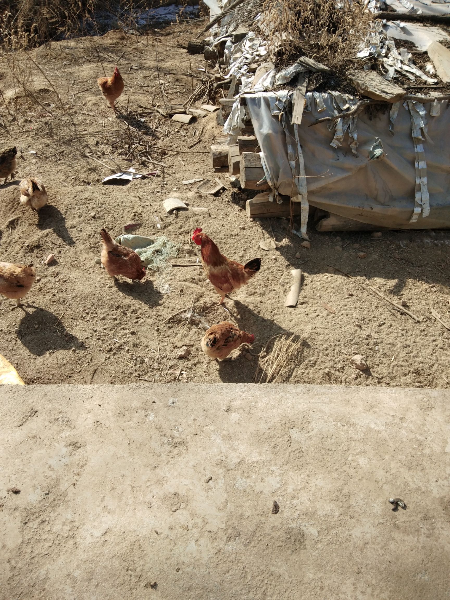 七个月以上的散养土鸡