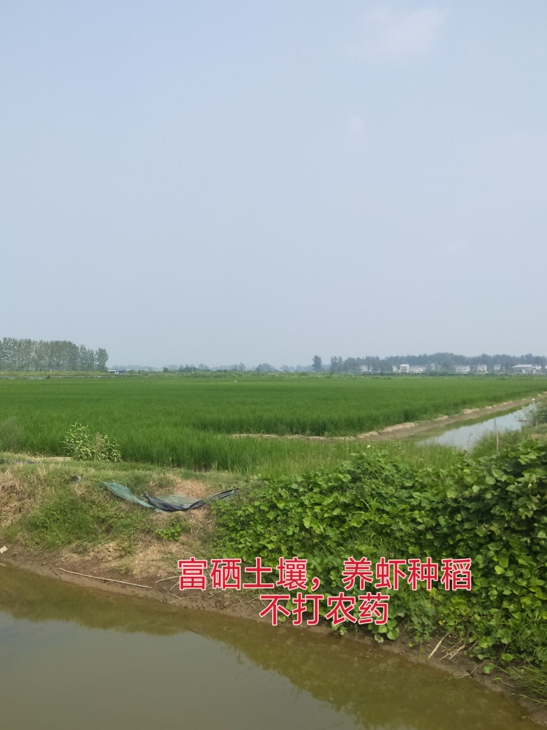 贡米  富硒大米，8毫米长粒香籼米，仙味道富硒虾稻米，非超级杂交稻