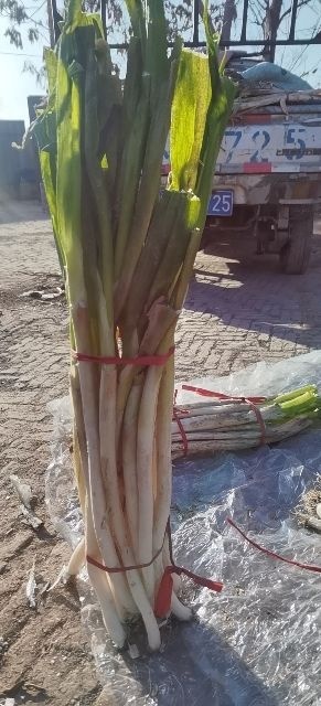 平罗县高白大葱 山东章丘大葱净葱批发
