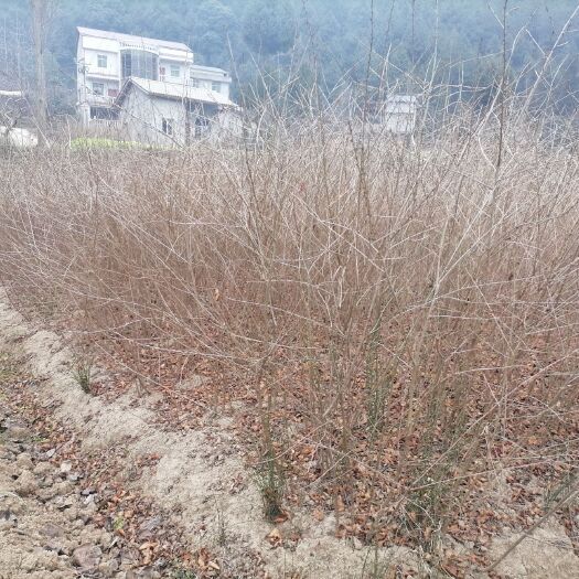 苍溪县樱桃苗 实生苗 裸根苗 