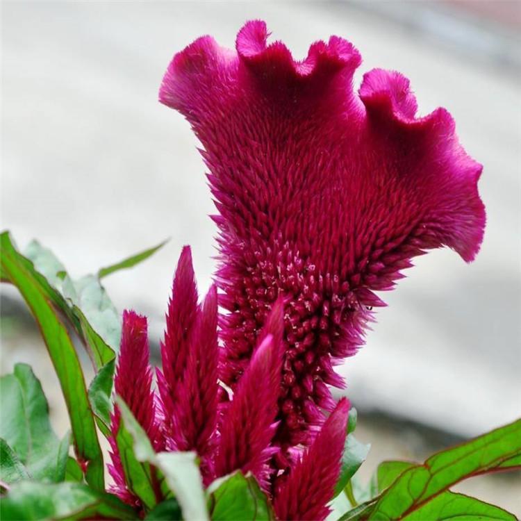 雞冠花種子