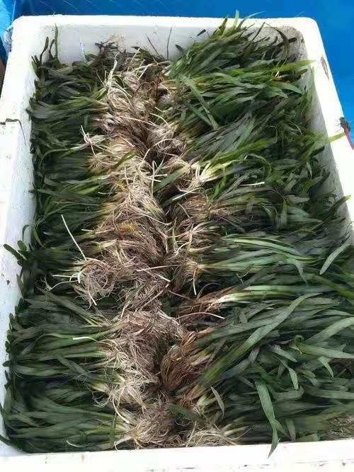 洪湖市苦草 扁担草 四季常青苦草，鸭舌头 量大从优