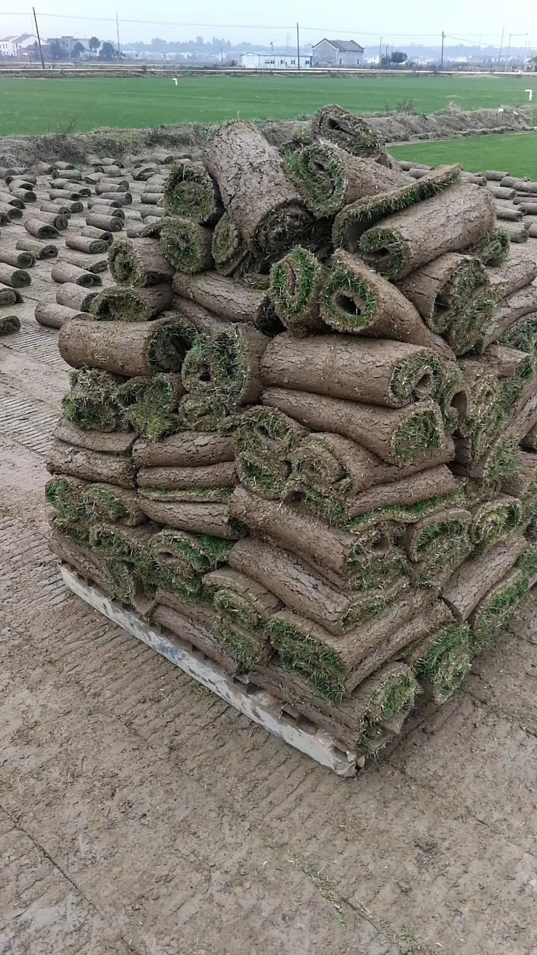 草皮  草块 草卷 草坪 百慕大 马尼拉青 混播草