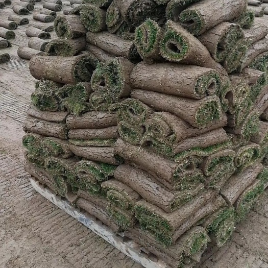 武汉草皮  草块 草卷 草坪 百慕大 马尼拉青 混播草