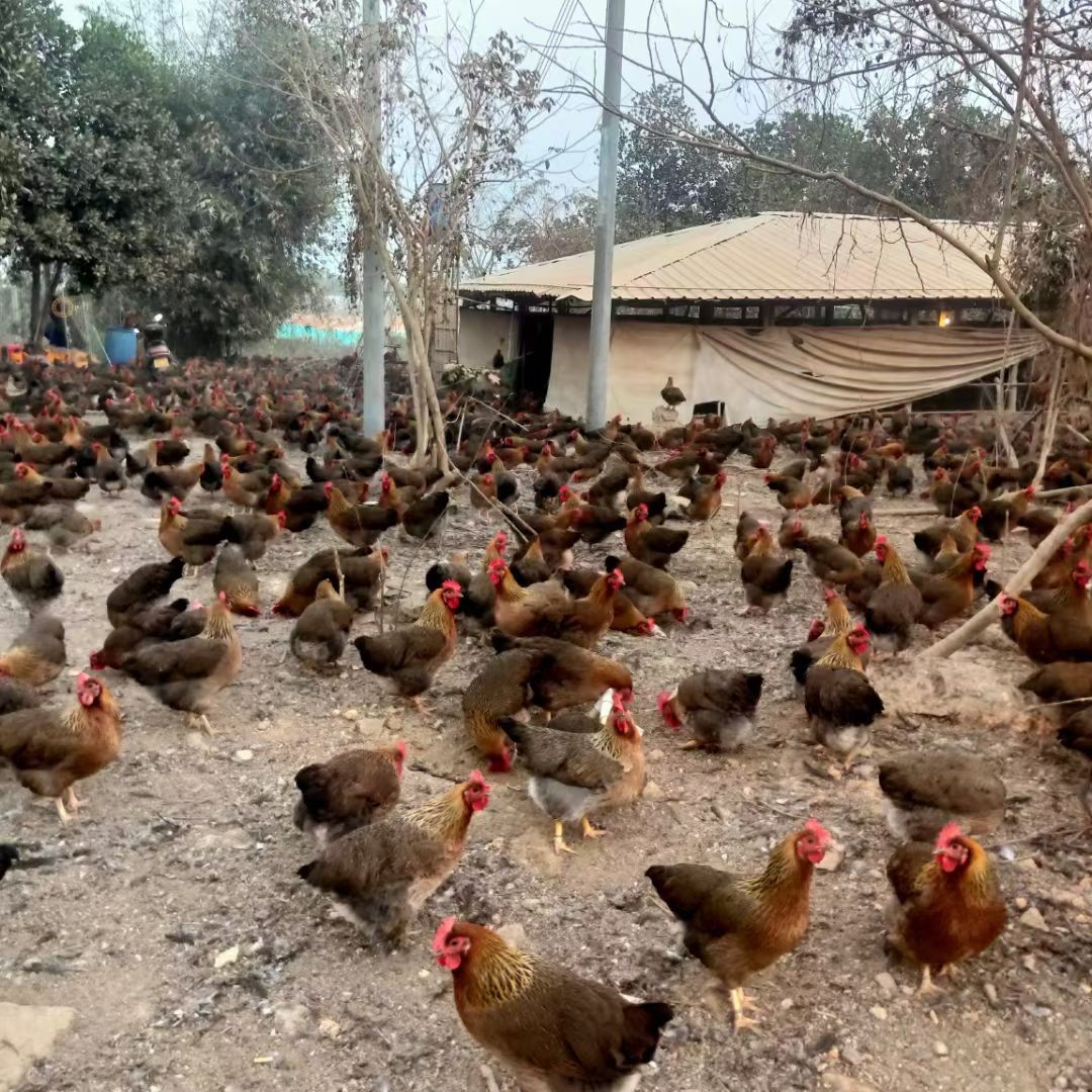 开产崇仁土鸡 母鸡