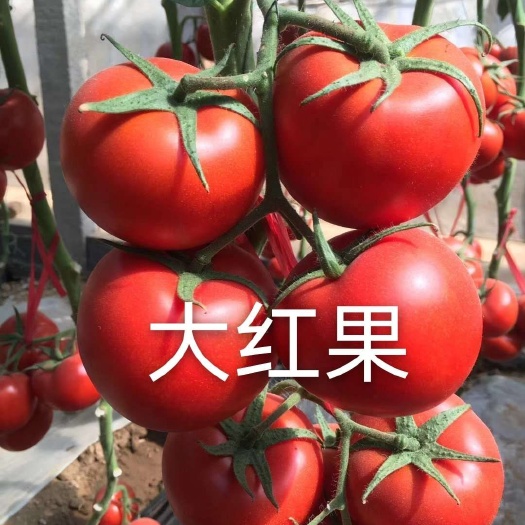 大红果西红柿种子 番茄种子 红钻种子
