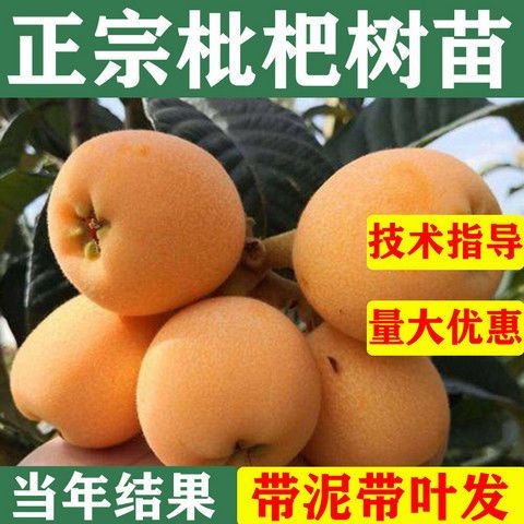 大五星枇杷苗  枇杷苗嫁接枇杷树苗大五星南方北方种植盆栽地栽