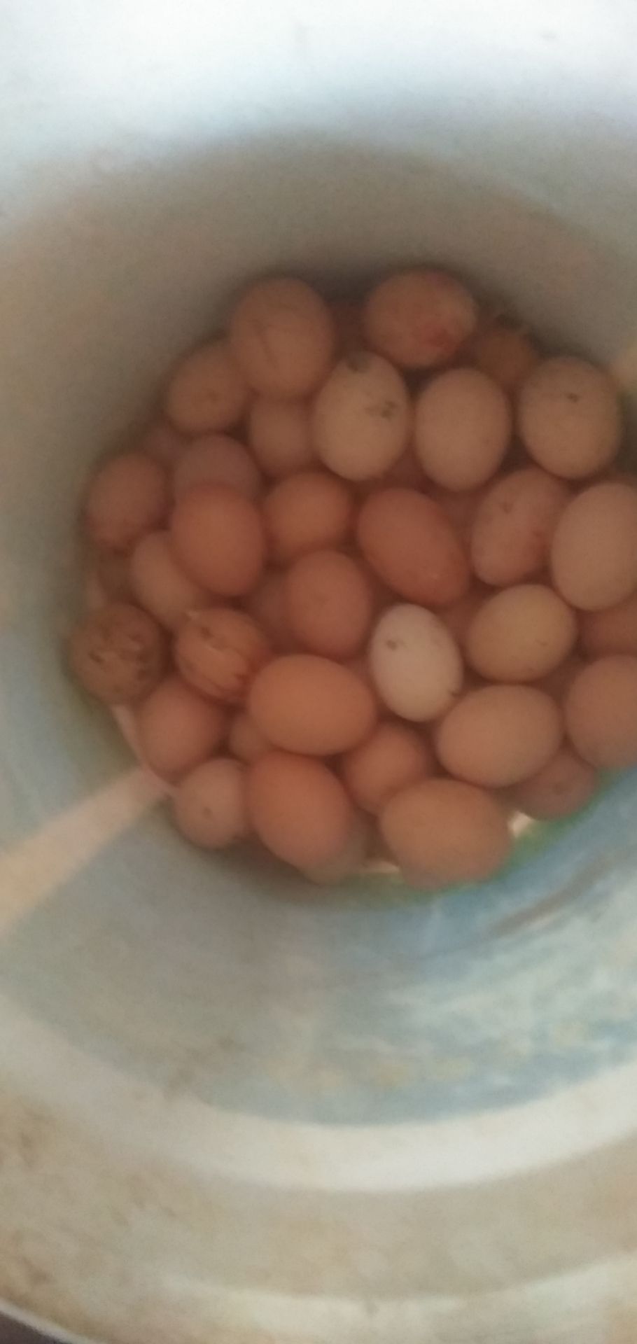 七个月以上的散养土鸡