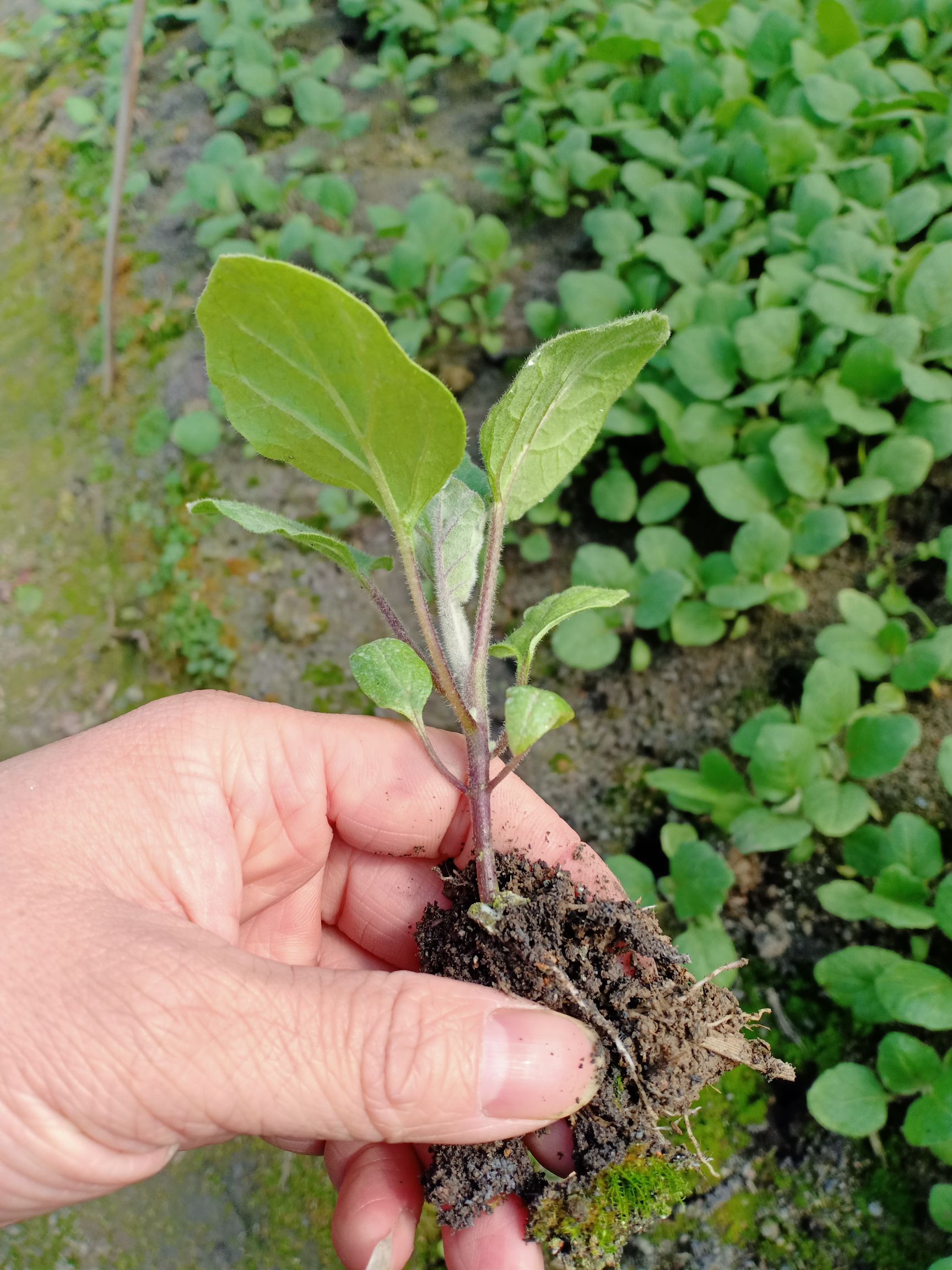 牛角椒苗 10～14片真叶