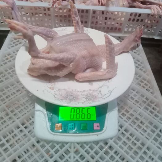 桓台县白条鸽 鲜白条乳鸽