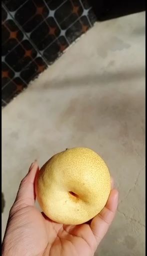 礼泉县我们礼泉的酥梨，今年大丰收！皮薄而且味道超甜，非常好吃
