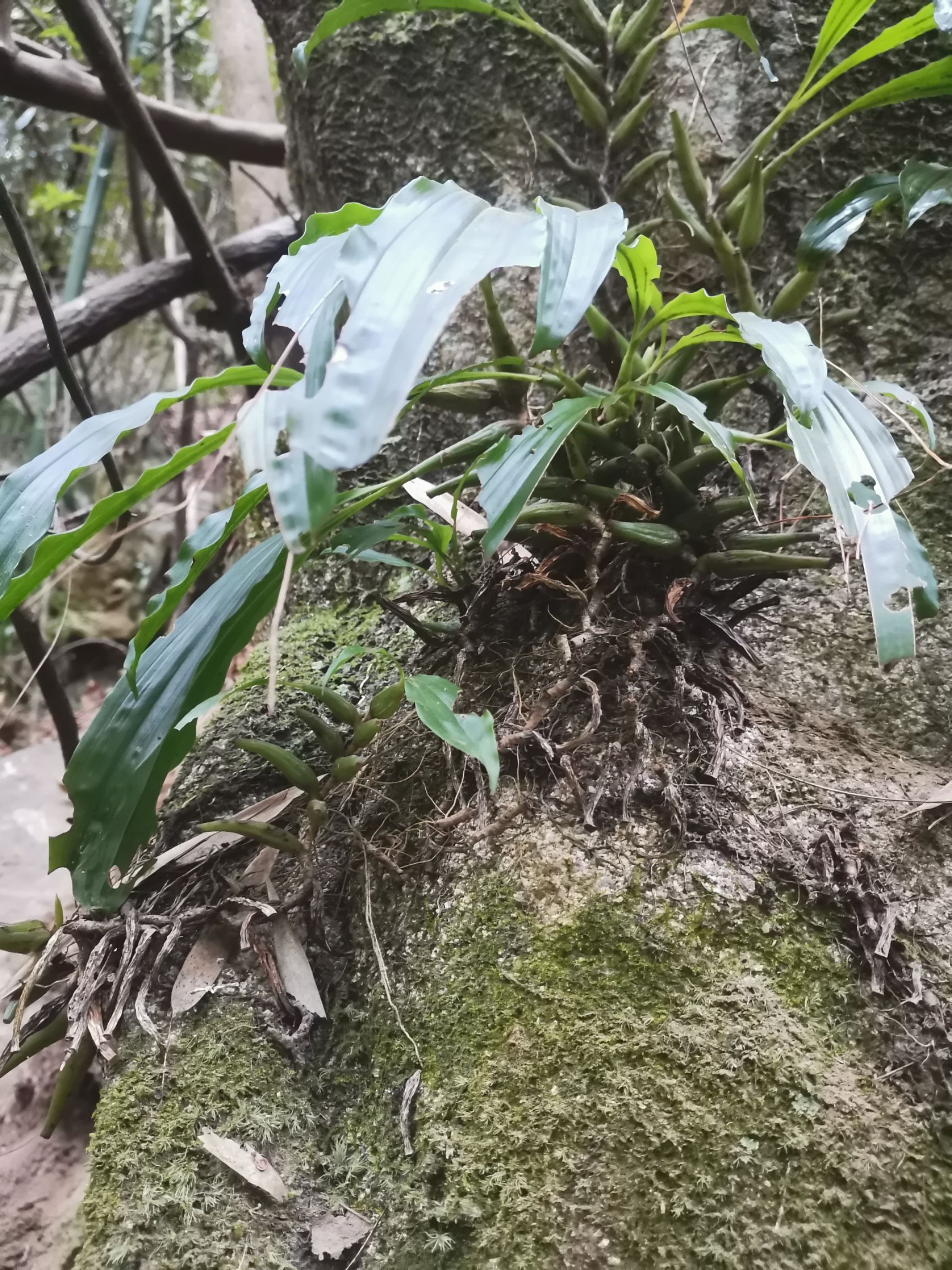 石仙桃，石橄榄