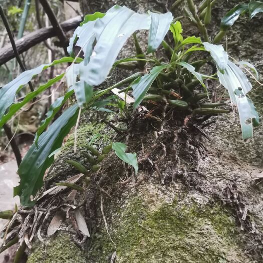连南县石仙桃，石橄榄