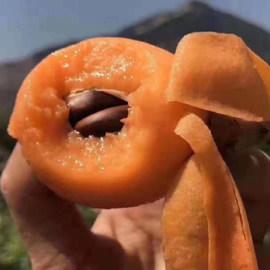 德昌县米易枇杷 大凉山德昌枇杷
