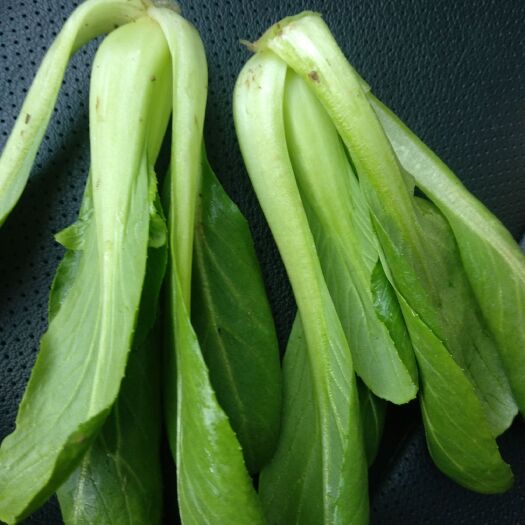 曹县食品厂上海青大量供应