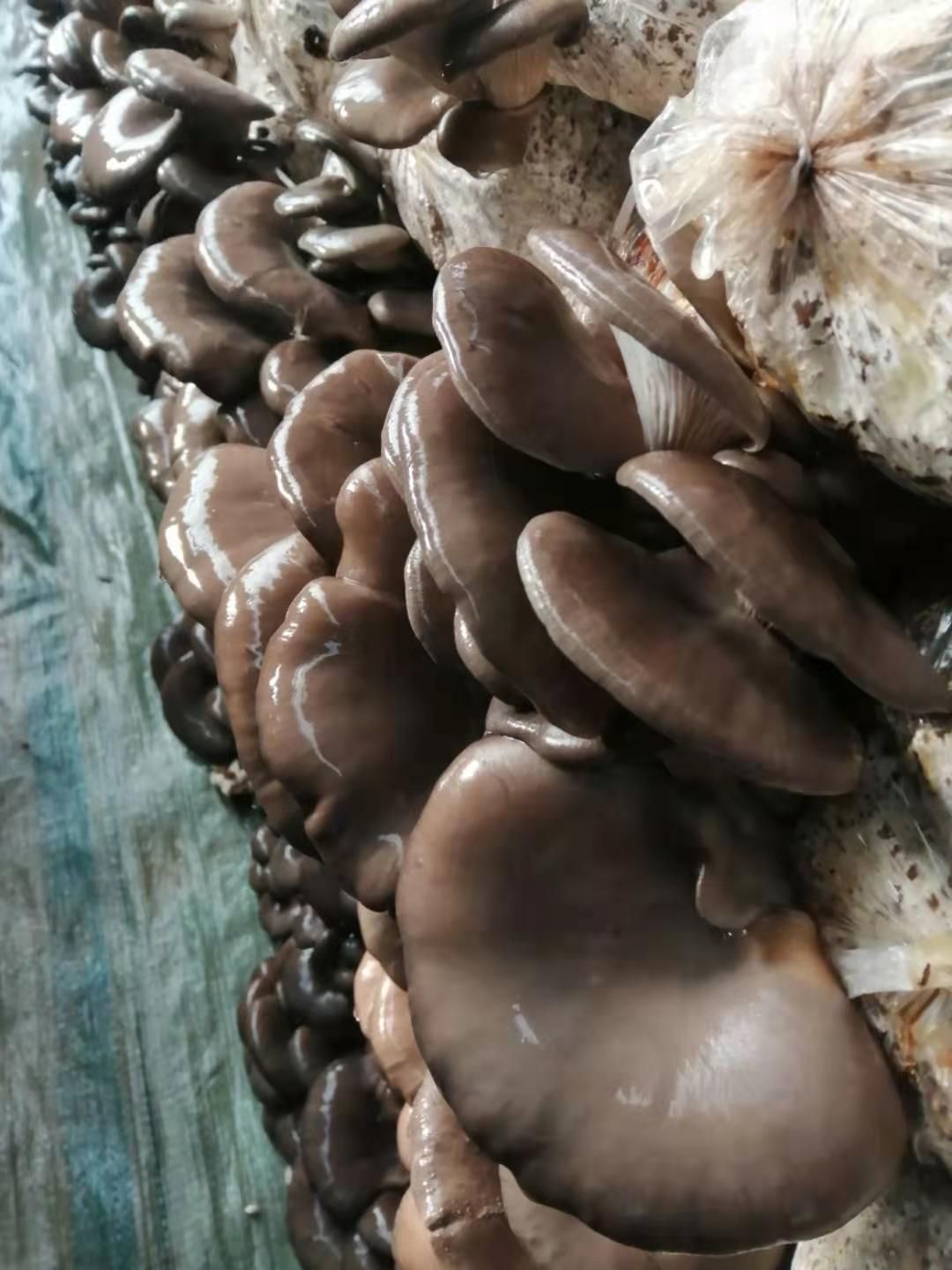 新上鲜平菇，叶黑片厚，菇型美观！产地供货，各种规格货源充足！