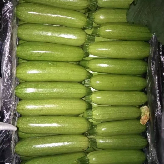 建水县绿皮西葫芦  云南精品西葫芦  保质保量