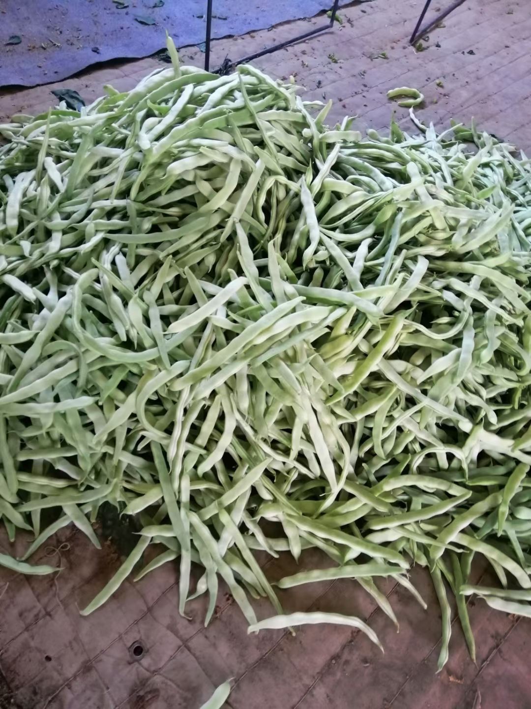 架豆王豆角 豆角产地直销大量上市