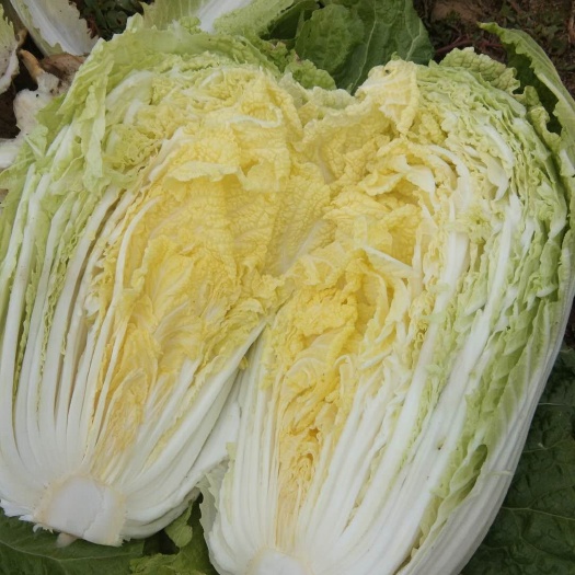 凌源市黄心大白菜  黄心白菜产地直销大量上市