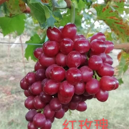 卢龙县红玫瑰葡萄苗 嫁接苗 裸根苗