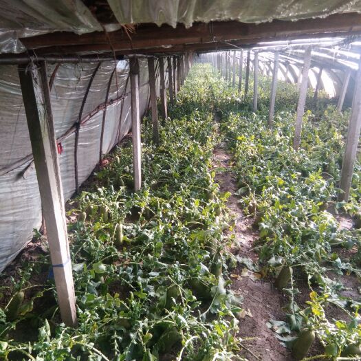 天津青萝卜 大量批发正宗沙窝水果萝卜