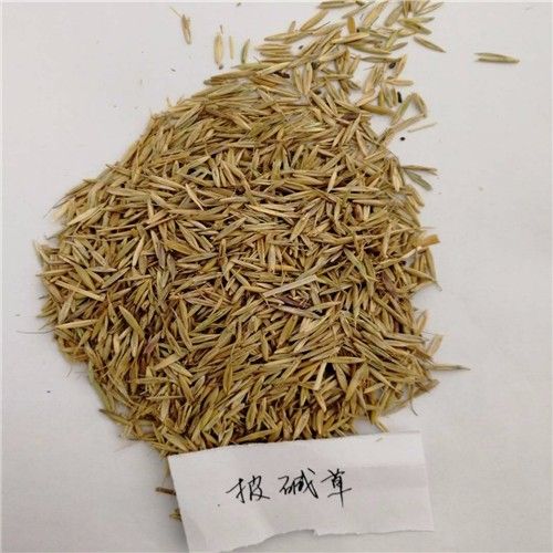披碱草种子