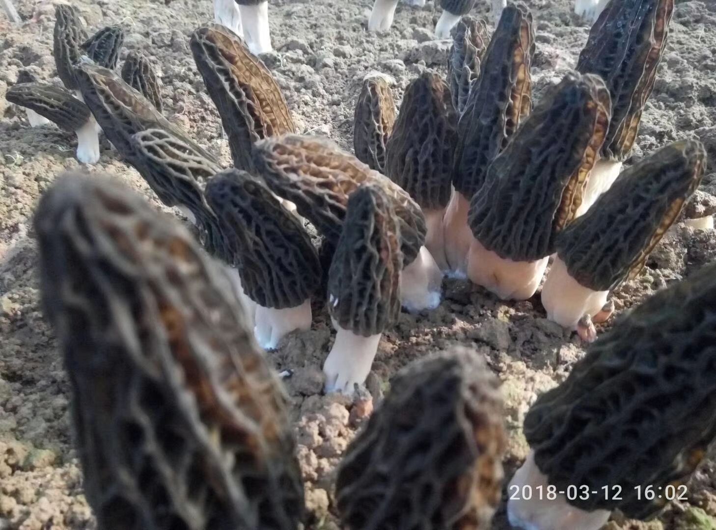 羊肚菌鲜品基地直供，量大价优，欢迎咨询！