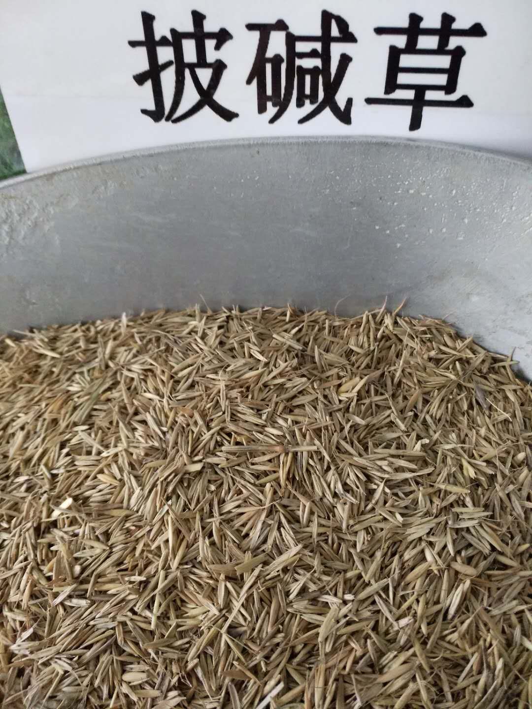披碱草种子