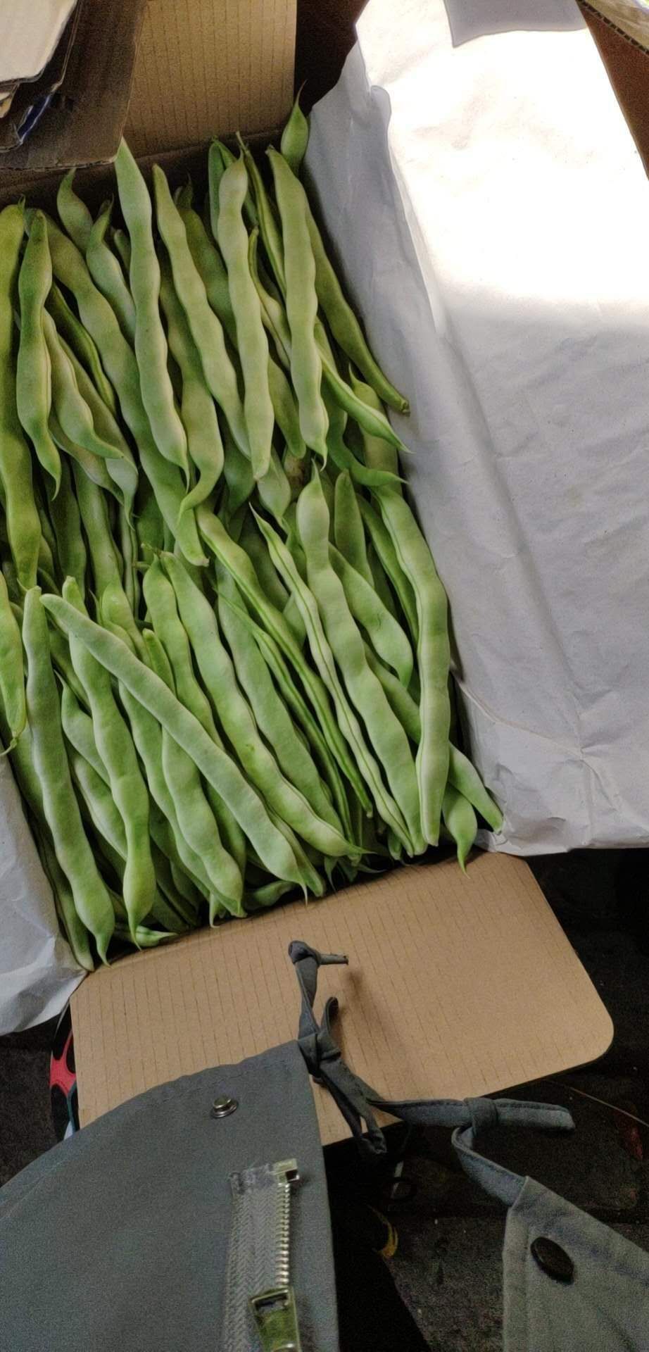 架豆王豆角 豆角产地直销大量上市