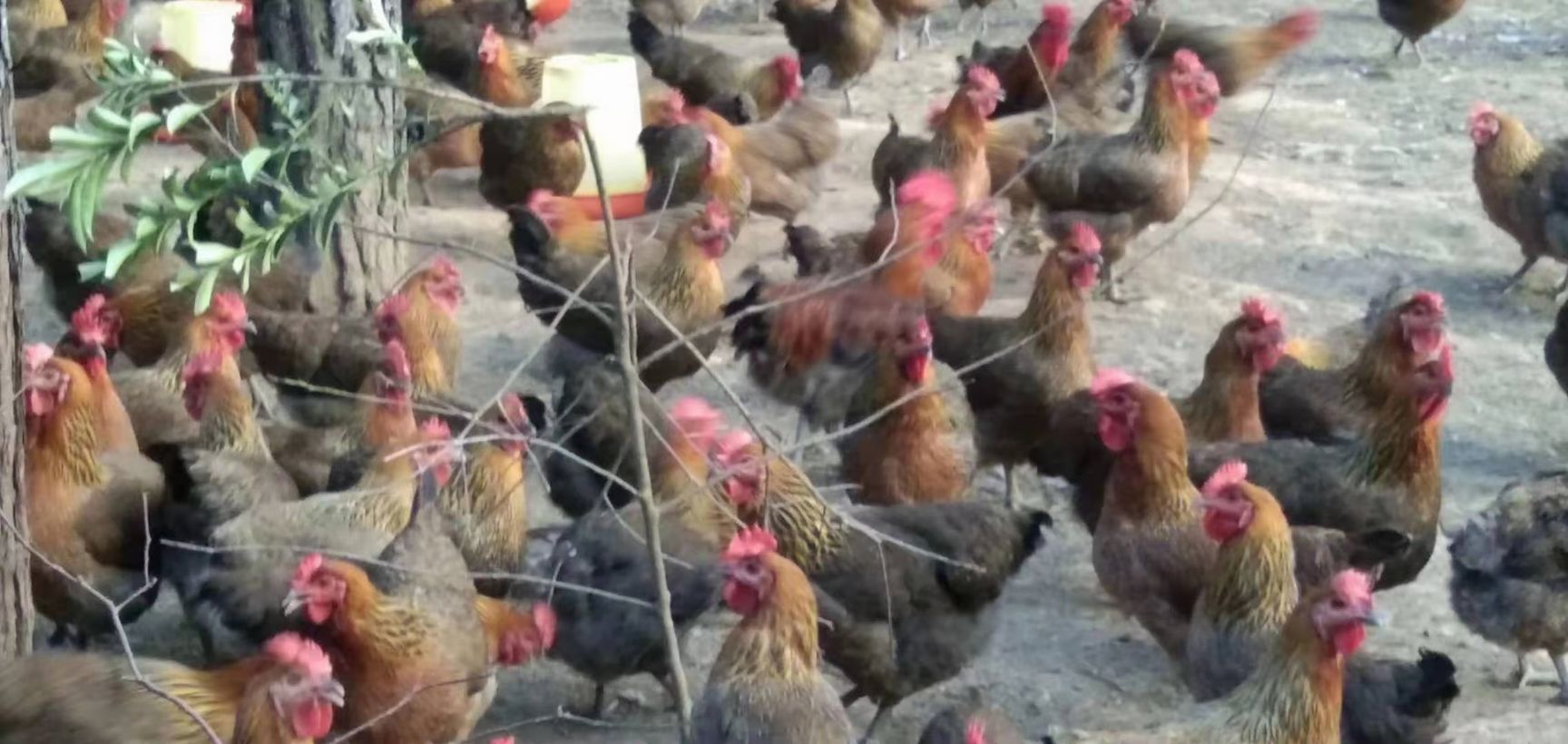 开产崇仁土鸡 母鸡