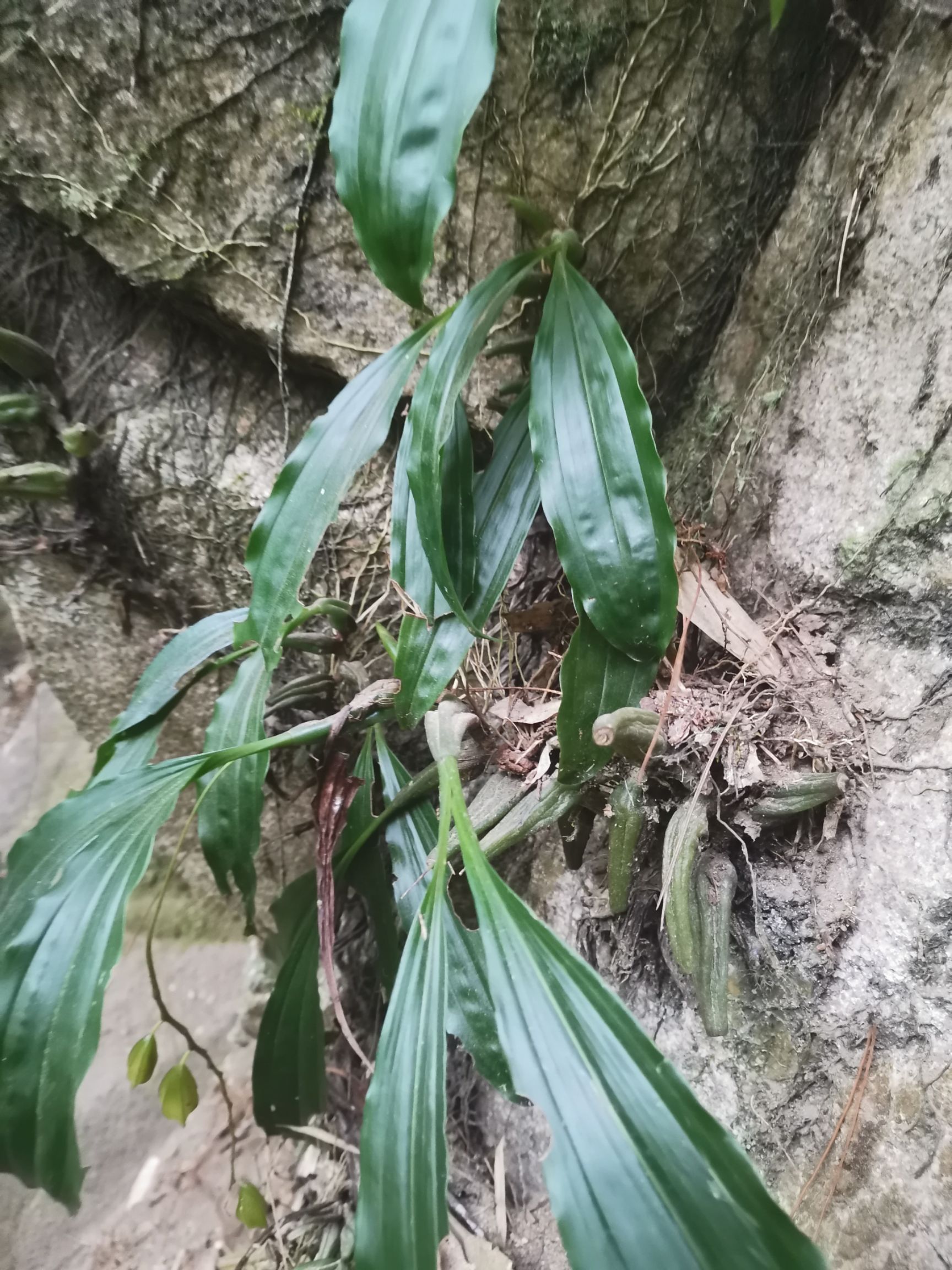 石仙桃，石橄榄