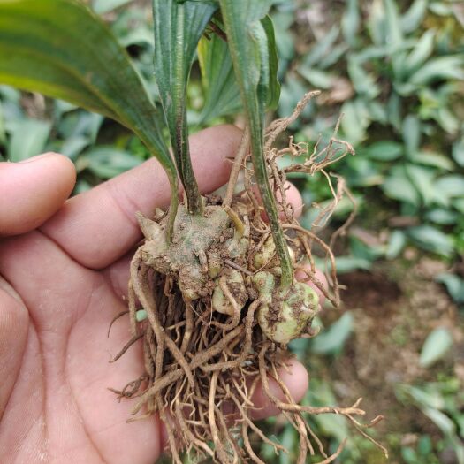 马关县黄精种苗 